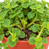 Pilea Depressa, Nahaufnahme Wuchs und Triebansatz