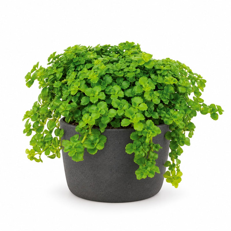 Pilea Depressa - 15cm Detail