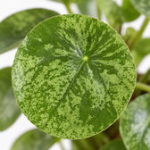 Pilea Mojito, Nahaufnahme Blatt