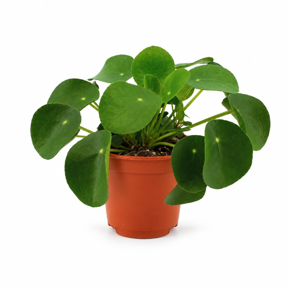 Pilea Peperomioides (15cm, Ø11cm) im Kulturtopf