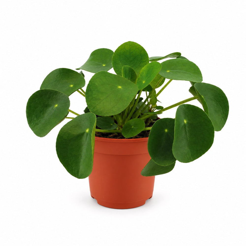 Pilea Peperomioides - 15cm im Kulturtopf