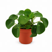 Pilea Peperomioides - 15cm im Kulturtopf