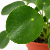 Pilea Peperomioides, Nahaufnahme Blatt