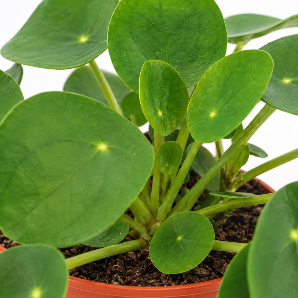 Pilea Peperomioides, Nahaufnahme Wuchs und Triebansatz