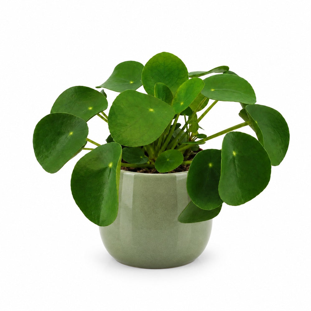 Pilea Peperomioides - 15cm, Stylingbeispiel im Übertopf (Übertopf nicht enthalten)