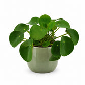 Pilea Peperomioides - 15cm, Stylingbeispiel im Übertopf (Übertopf nicht enthalten)