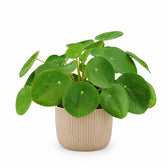 Pilea Peperomioides (20cm, Ø12cm), Stylingbeispiel im Übertopf (Übertopf nicht enthalten)