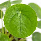 Pilea Peperomioides (20cm, Ø13cm), Nahaufnahme Blatt