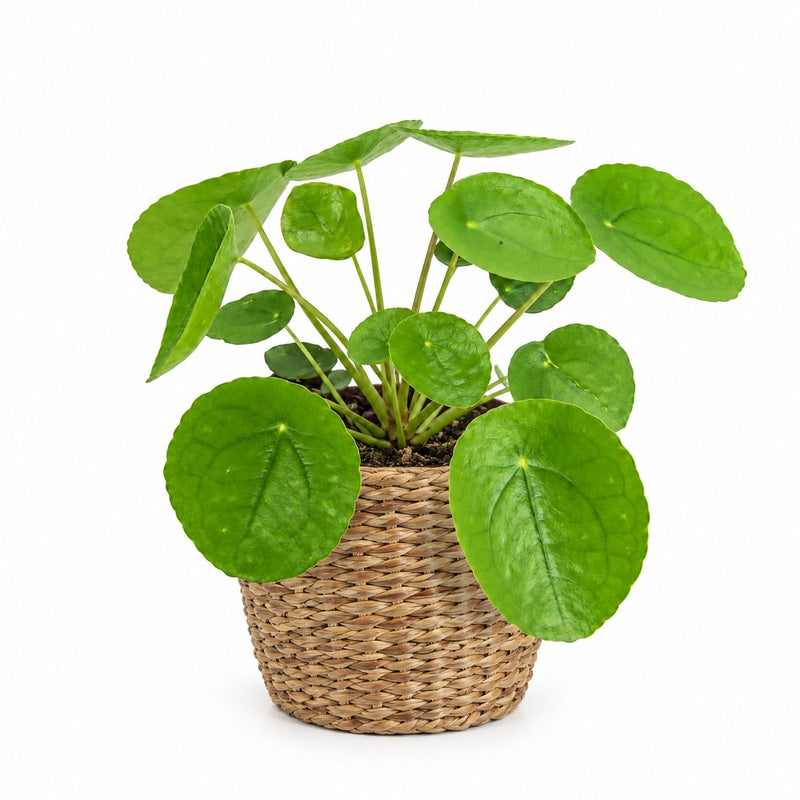 Pilea Peperomioides Detail