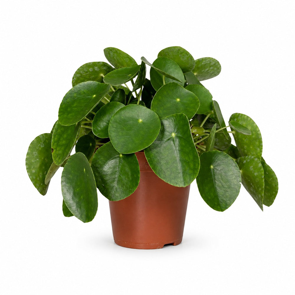 Pilea Peperomioides (25cm, Ø15cm) im Kulturtopf