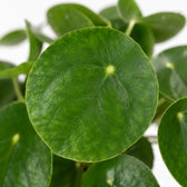 Pilea Peperomioides (25cm, Ø15cm), Nahaufnahme Blatt