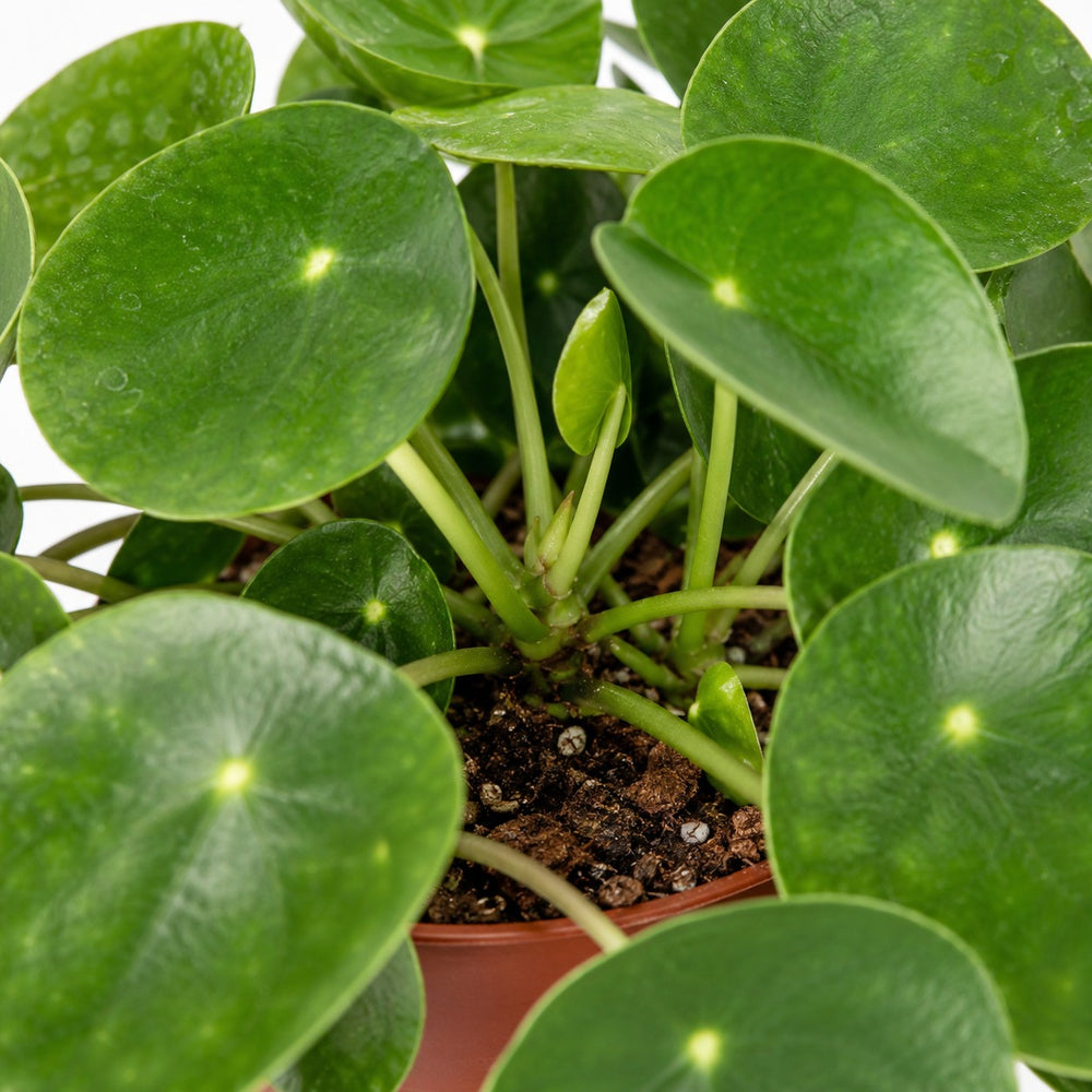 Pilea Peperomioides (25cm, Ø15cm), Nahaufnahme Wuchs und Triebansatz