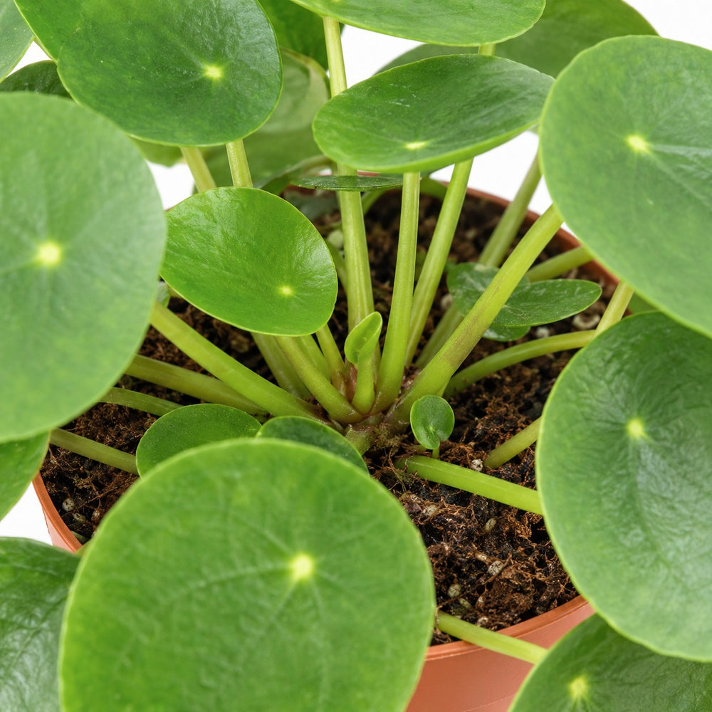 Pilea Peperomioides (30cm, Ø15cm), Nahaufnahme Wuchs und Triebansatz