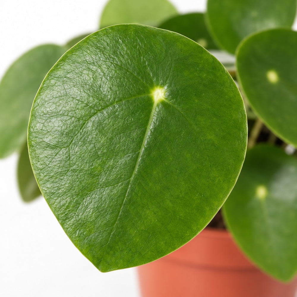 Pilea Peperomioides Ufopflanze, Nahaufnahme Blatt