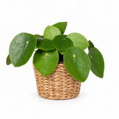 Pilea Peperomioides Ufopflanze - 20cm, Stylingbeispiel im Übertopf (Übertopf nicht enthalten)