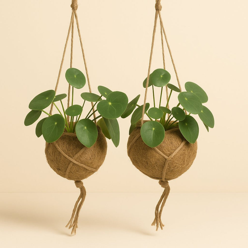 2x Kokodama Pilea Peperomiodes - 20cm in einem modernen Studio mit modernem Topf