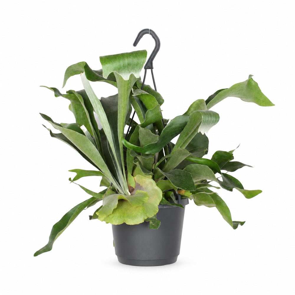 Geweihfarn (Platycerium Bifurcatum) (30cm, Ø17cm) im Kulturtopf
