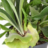 Geweihfarn (Platycerium Bifurcatum) (30cm, Ø17cm), Nahaufnahme Wuchs und Triebansatz