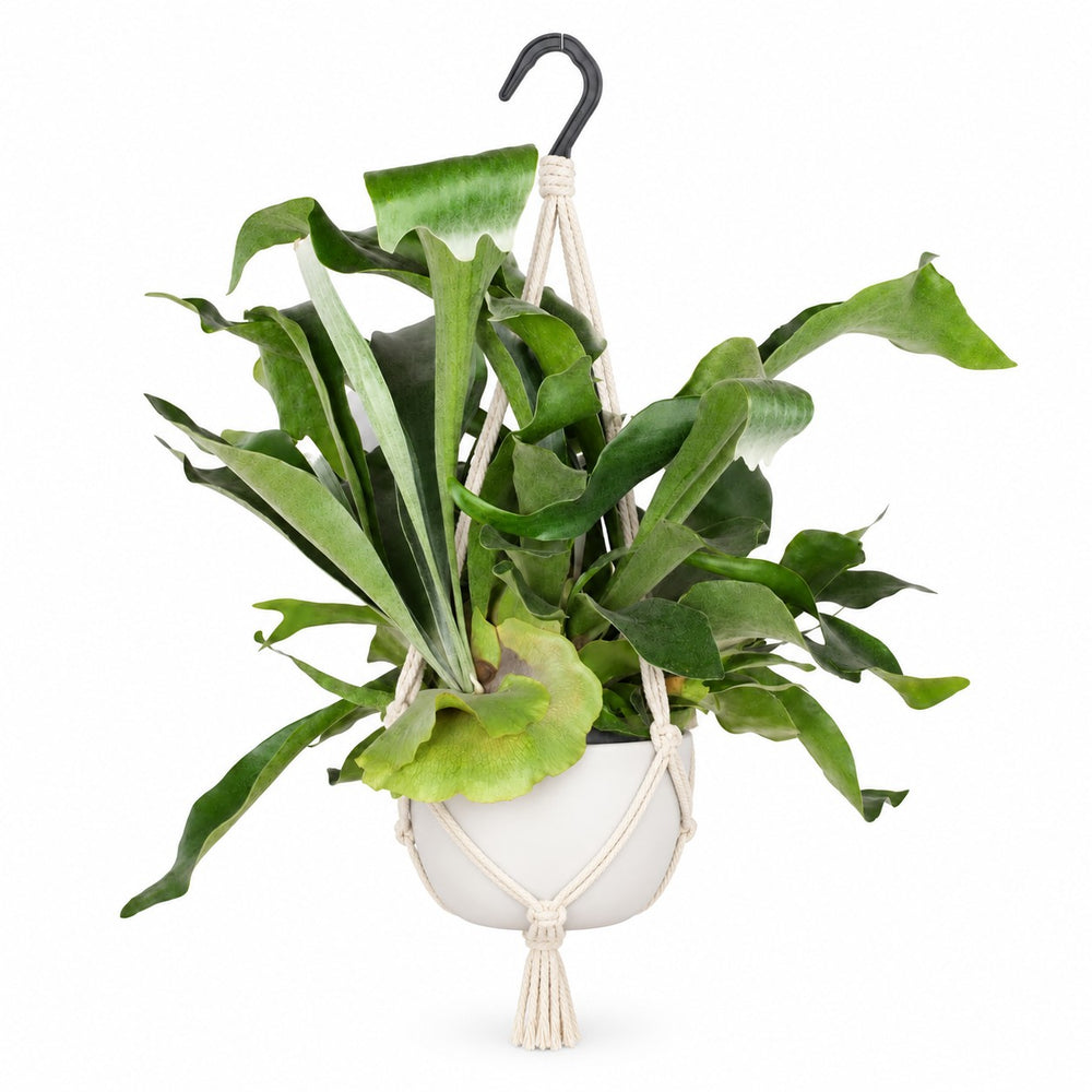 Geweihfarn (Platycerium Bifurcatum) (30cm, Ø17cm), Stylingbeispiel im Übertopf (Übertopf nicht enthalten)