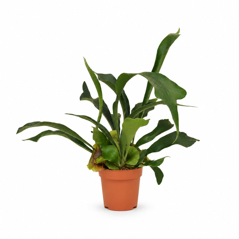 Geweihfarn (Platycerium Bifurcatum) (35cm, Ø12cm) im Kulturtopf