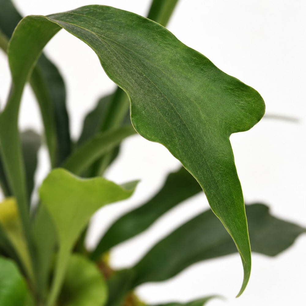 Geweihfarn (Platycerium Bifurcatum) (35cm, Ø12cm), Nahaufnahme Blatt