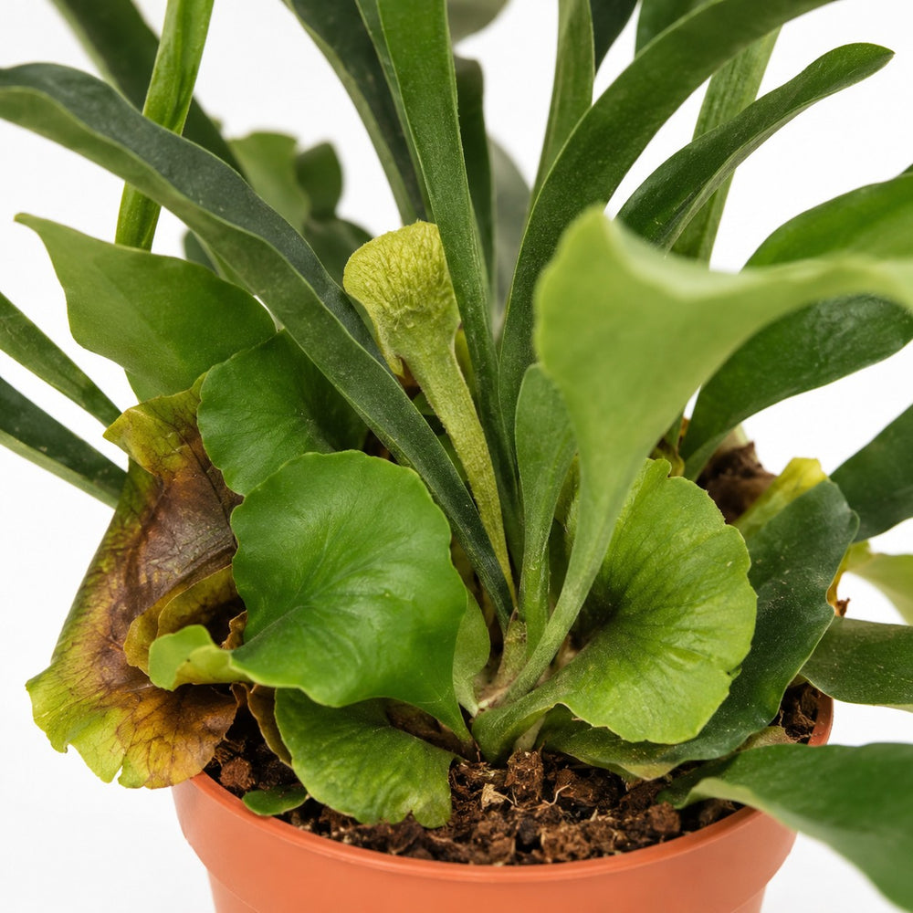 Geweihfarn (Platycerium Bifurcatum) (35cm, Ø12cm), Nahaufnahme Wuchs und Triebansatz