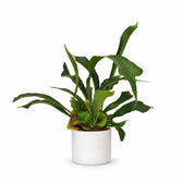 Geweihfarn (Platycerium Bifurcatum) (35cm, Ø12cm), Stylingbeispiel im Übertopf (Übertopf nicht enthalten)