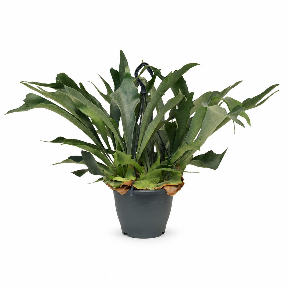 Geweihfarn (Platycerium Bifurcatum) (50cm, Ø21cm) im Kulturtopf