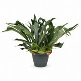 Geweihfarn (Platycerium Bifurcatum) (50cm, Ø21cm) im Kulturtopf