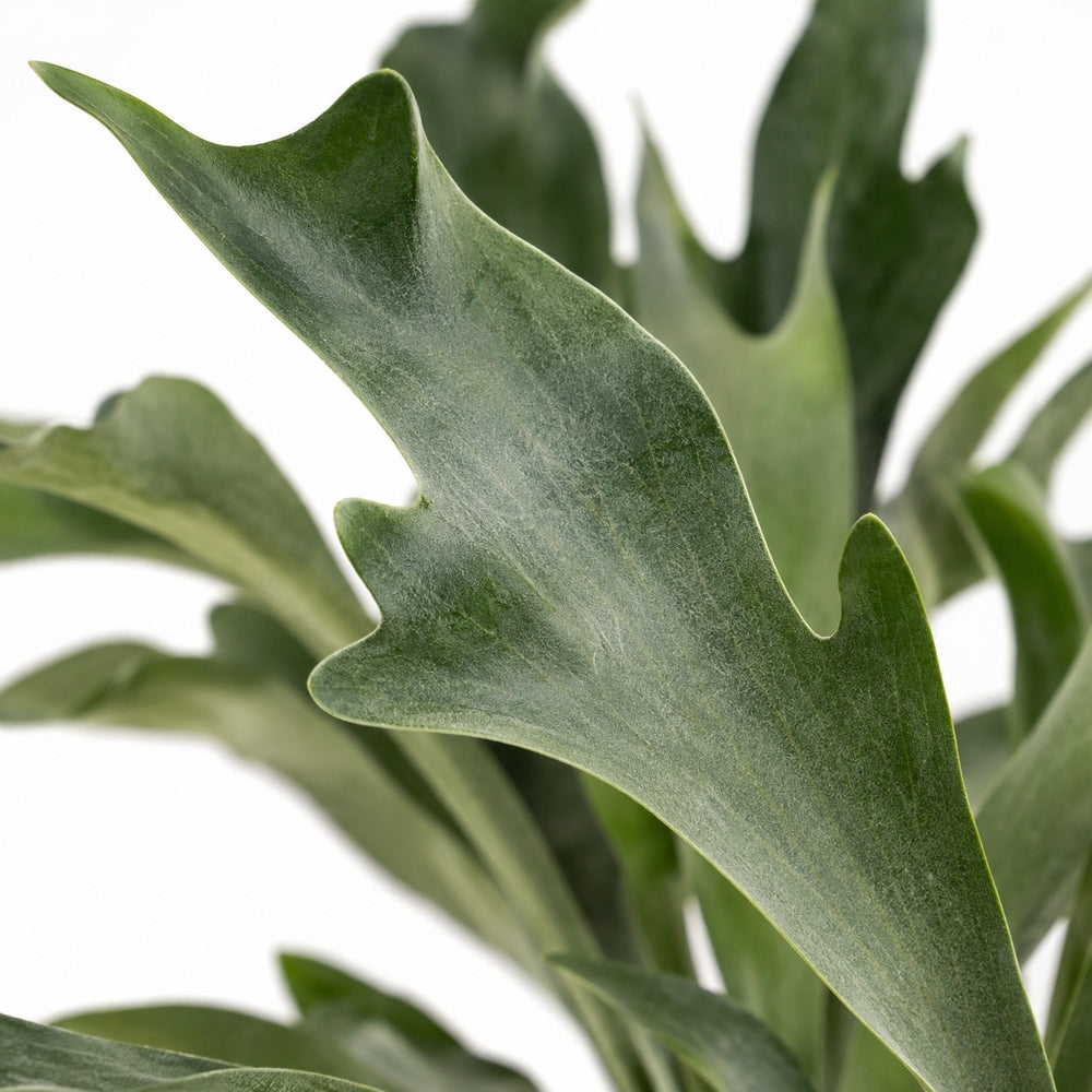 Geweihfarn (Platycerium Bifurcatum) (50cm, Ø21cm), Nahaufnahme Blatt