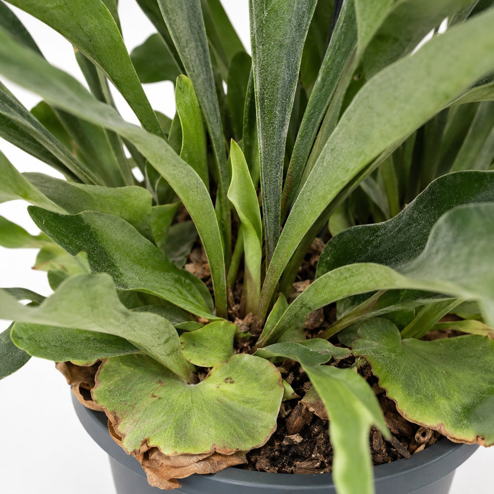 Geweihfarn (Platycerium Bifurcatum) (50cm, Ø21cm), Nahaufnahme Wuchs und Triebansatz