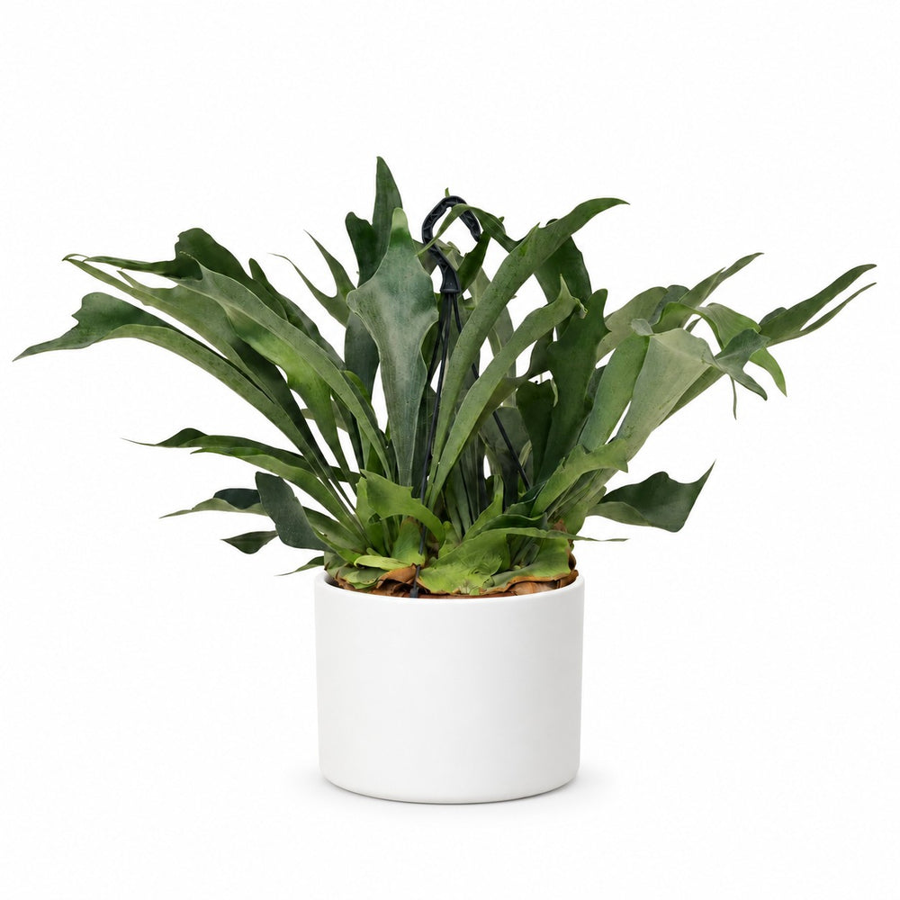 Geweihfarn (Platycerium Bifurcatum) (50cm, Ø21cm), Stylingbeispiel im Übertopf (Übertopf nicht enthalten)
