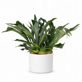 Geweihfarn (Platycerium Bifurcatum) (50cm, Ø21cm), Stylingbeispiel im Übertopf (Übertopf nicht enthalten)