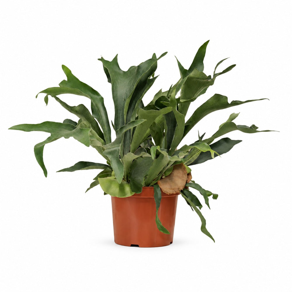 Geweihfarn (Platycerium Bifurcatum) (80cm, Ø26cm) im Kulturtopf