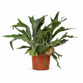 Geweihfarn (Platycerium Bifurcatum) (80cm, Ø26cm) im Kulturtopf