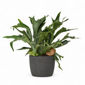 Geweihfarn (Platycerium Bifurcatum) (80cm, Ø26cm), Stylingbeispiel im Übertopf (Übertopf nicht enthalten)