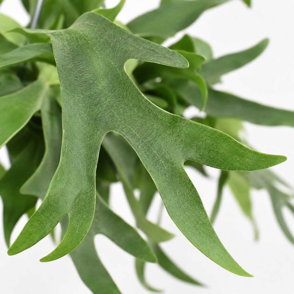 Geweihfarn (Platycerium Bifurcatum) (hängend), Nahaufnahme Blatt