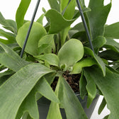 Geweihfarn (Platycerium Bifurcatum) (hängend), Nahaufnahme Wuchs und Triebansatz