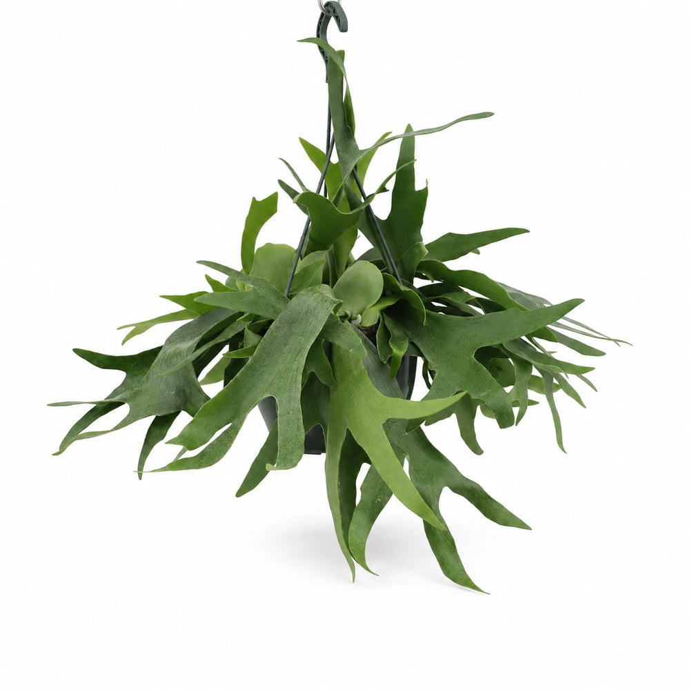 Geweihfarn (Platycerium Bifurcatum) (hängend) im Kulturtopf