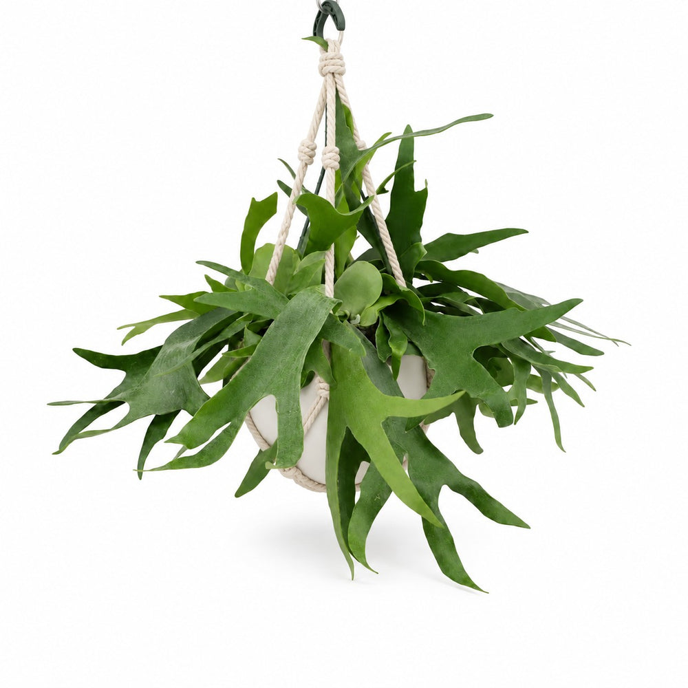 Geweihfarn (Platycerium Bifurcatum) (hängend), Stylingbeispiel im Übertopf (Übertopf nicht enthalten)