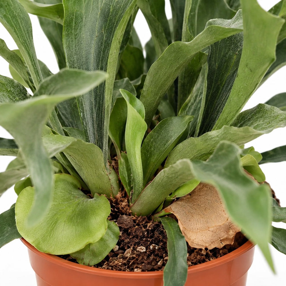 Geweihfarn (Platycerium Bifurcatum), Nahaufnahme Wuchs und Triebansatz