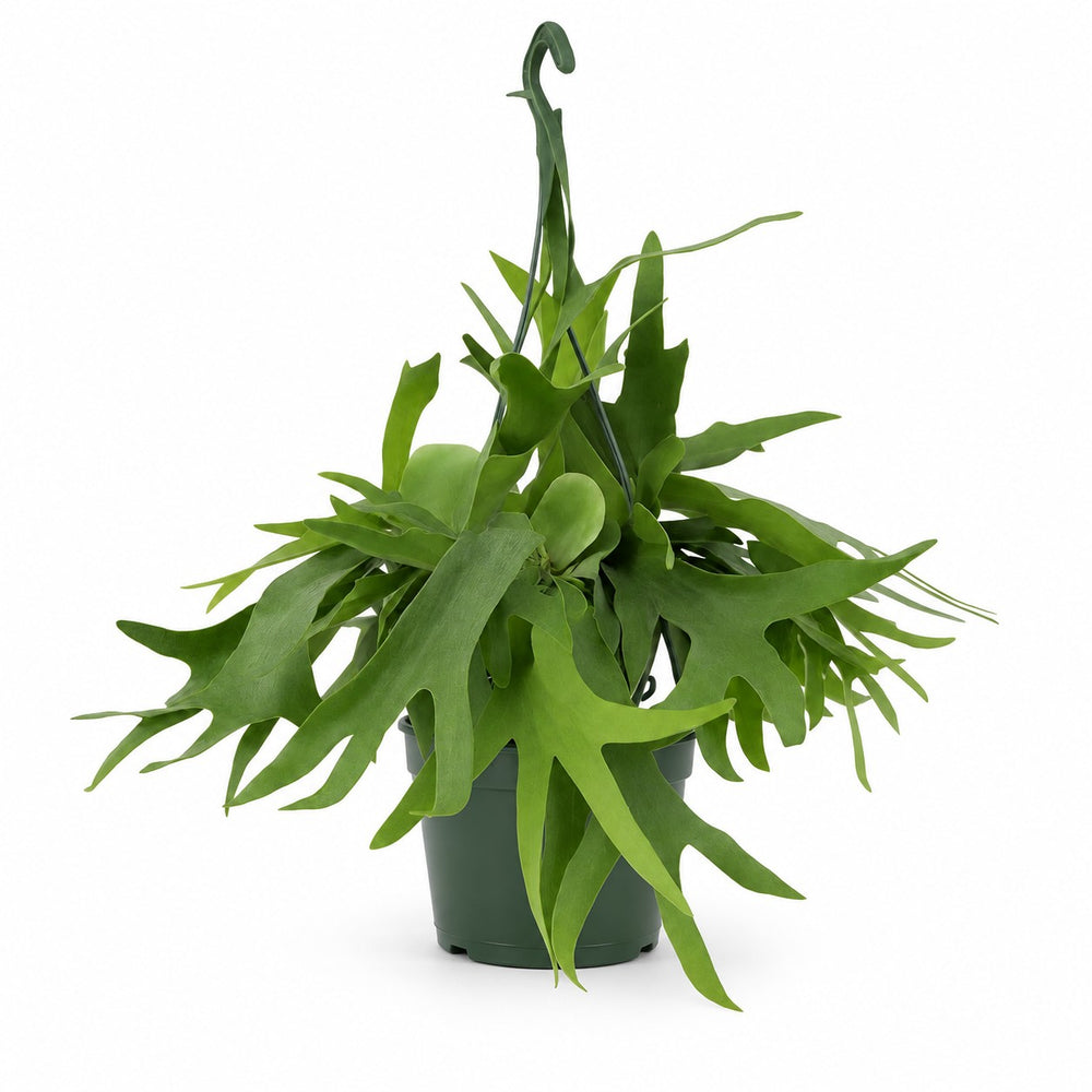 Platycerium Geweihfarn hängend - 50cm im Kulturtopf