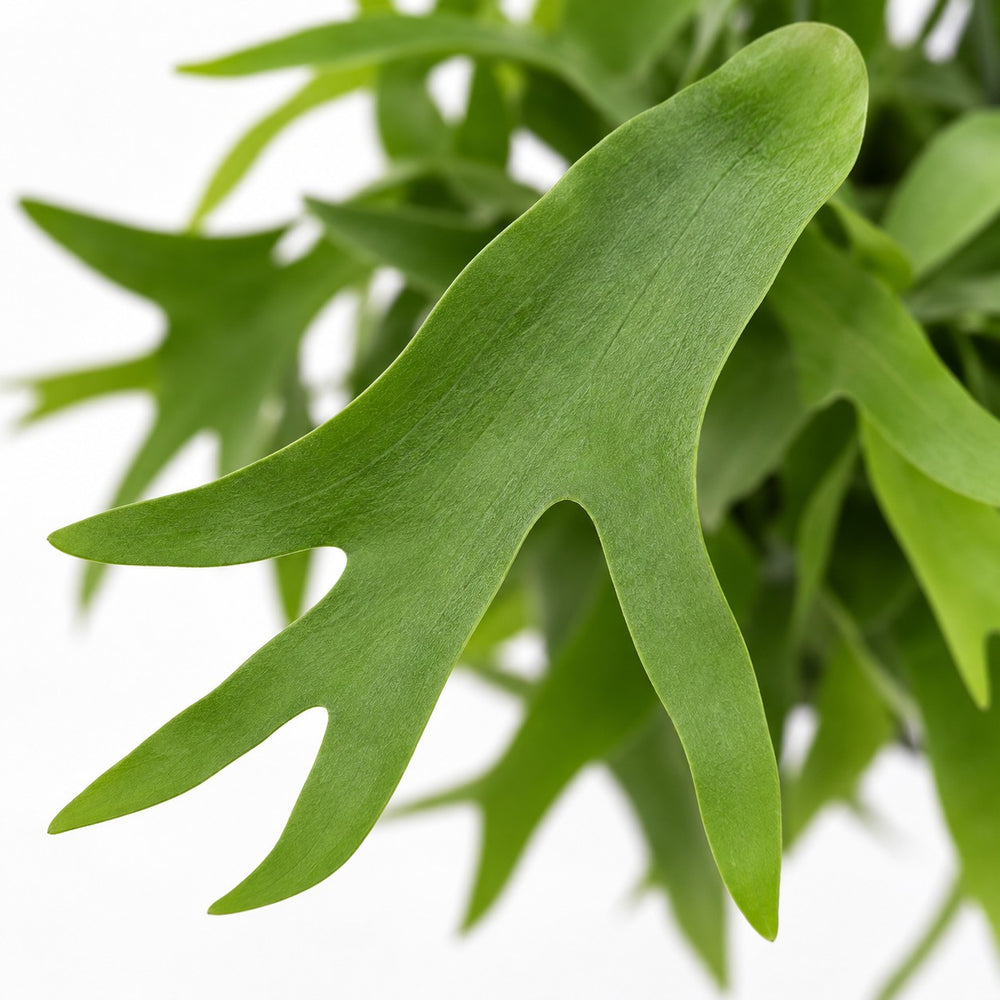 Platycerium Geweihfarn hängend, Nahaufnahme Blatt