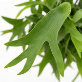Platycerium Geweihfarn hängend, Nahaufnahme Blatt
