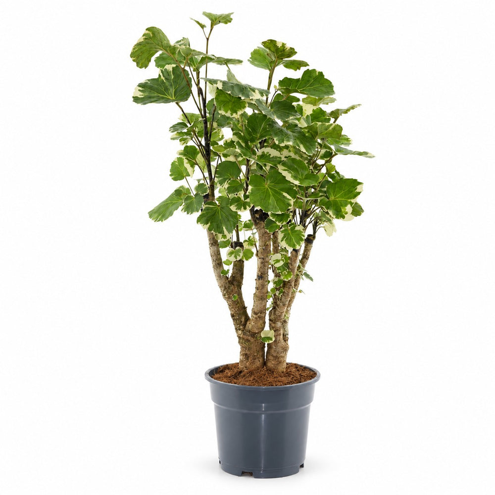 Polyscias Balfouriana - 50cm im Kulturtopf