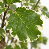 Polyscias Balfouriana, Nahaufnahme Blatt