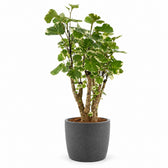 Polyscias Balfouriana - 50cm, Stylingbeispiel im Übertopf (Übertopf nicht enthalten)