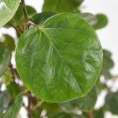 Polyscias Fabian (60cm, Ø17cm), Nahaufnahme Blatt