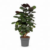 Polyscias Fabian - 60cm im Kulturtopf