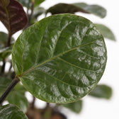 Polyscias Fabian, Nahaufnahme Blatt
